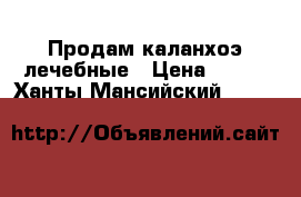 Продам каланхоэ лечебные › Цена ­ 150 - Ханты-Мансийский  »    